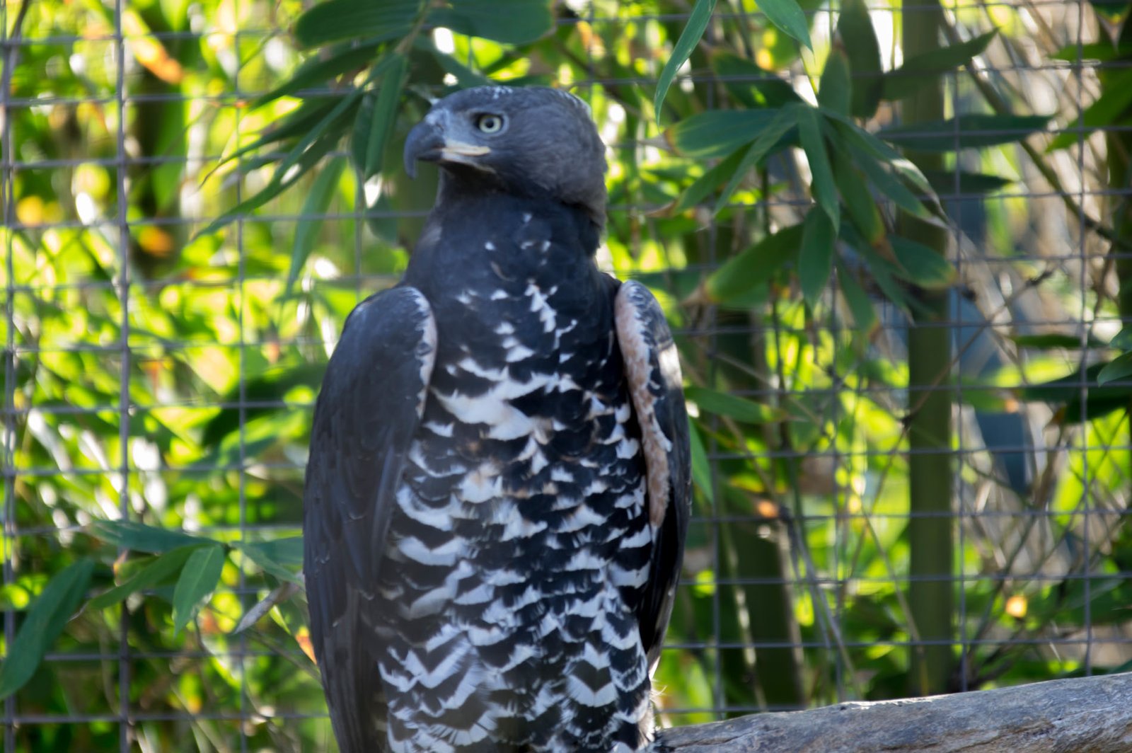 San Diego Zoo Part I 160